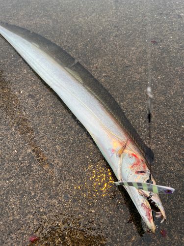 タチウオの釣果