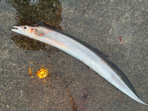 タチウオの釣果