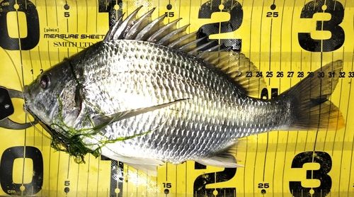 チヌの釣果