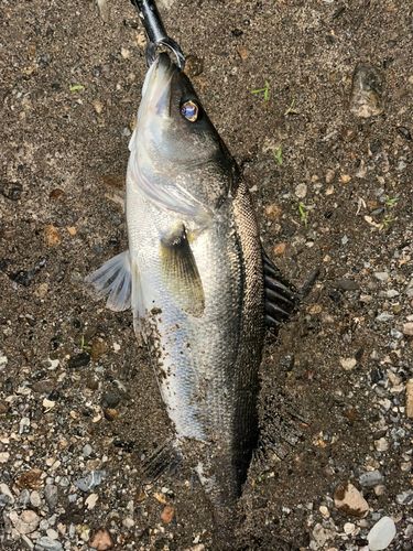 スズキの釣果