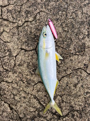 ツバイソの釣果