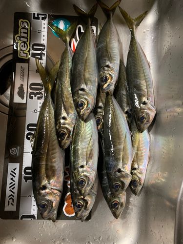 アジの釣果