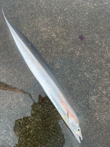 タチウオの釣果