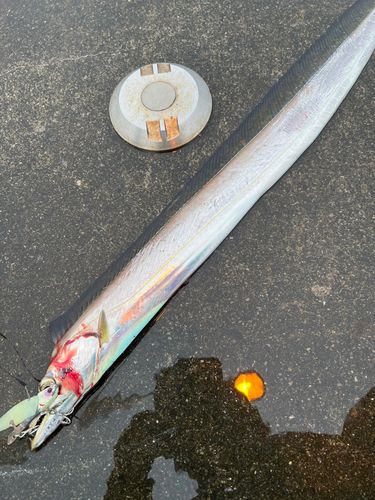 タチウオの釣果