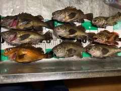 メバルの釣果