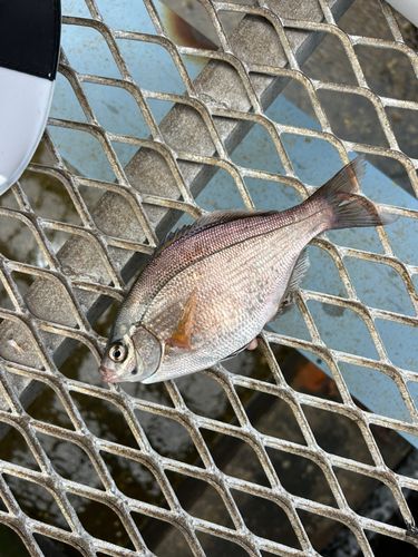 ウミタナゴの釣果