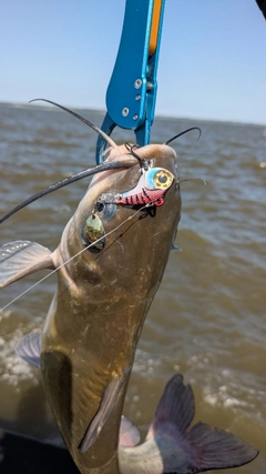 アメリカナマズの釣果
