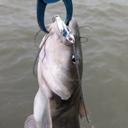 アメリカナマズ