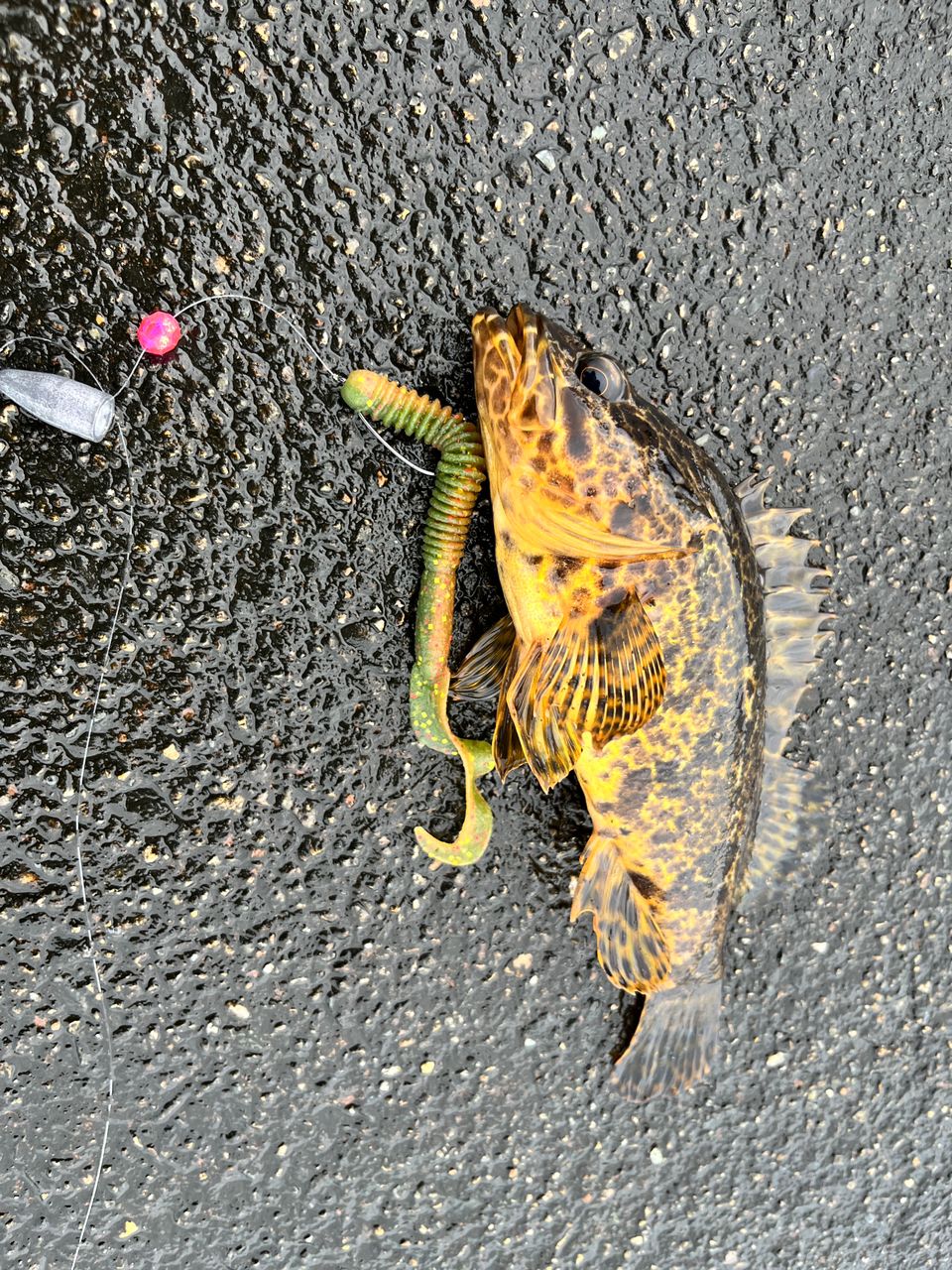 タケノコメバル