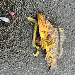 タケノコメバル