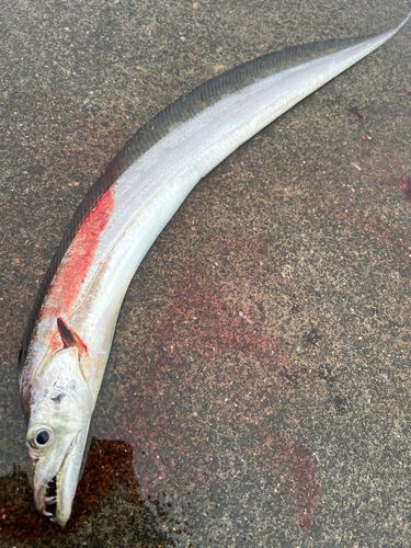 タチウオの釣果