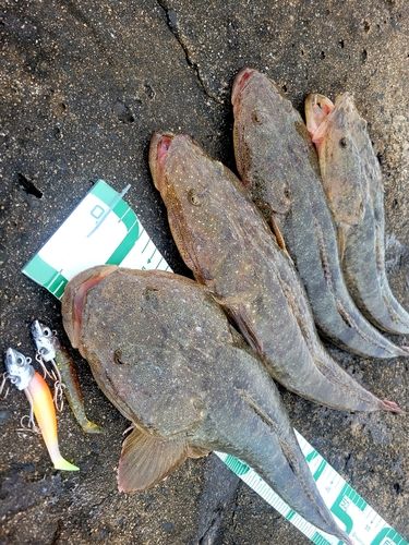 マゴチの釣果