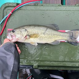 ラージマウスバス