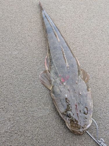 マゴチの釣果