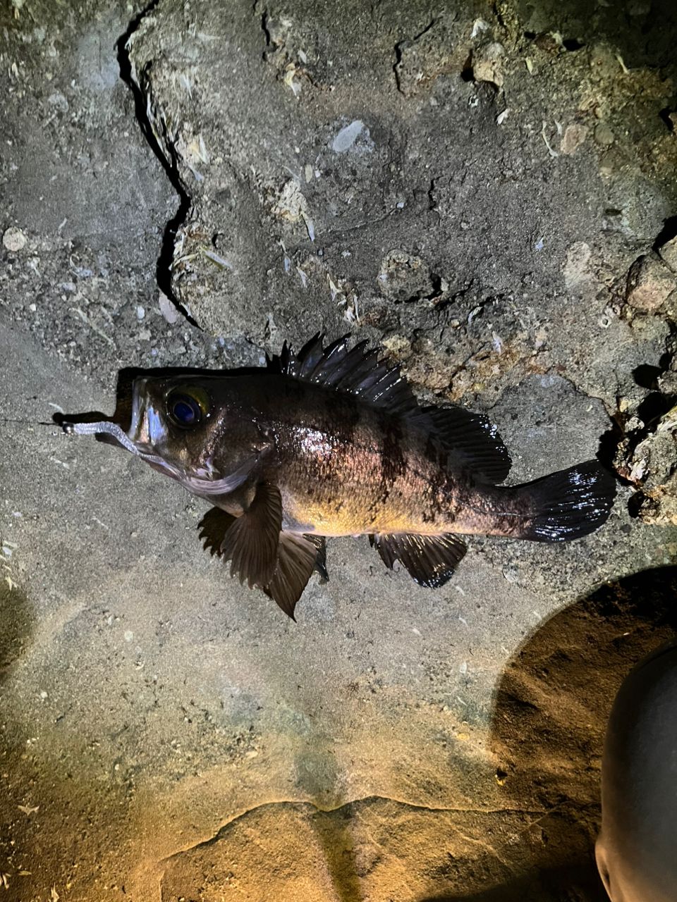 クロメバル
