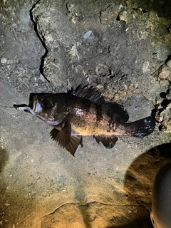 クロメバルの釣果