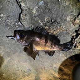 クロメバル