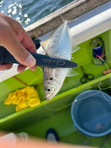 マアジの釣果