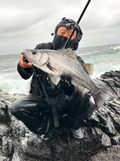 ヒラスズキの釣果