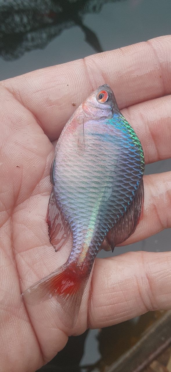 タイリクバラタナゴ