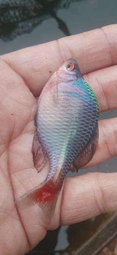 タイリクバラタナゴの釣果