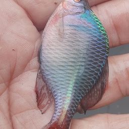 タイリクバラタナゴ