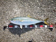 ブリの釣果
