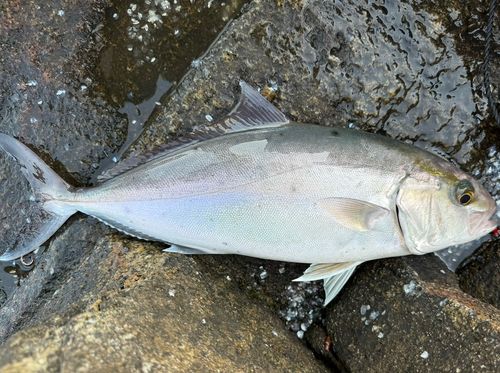 カンパチの釣果