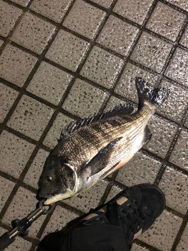 チヌの釣果