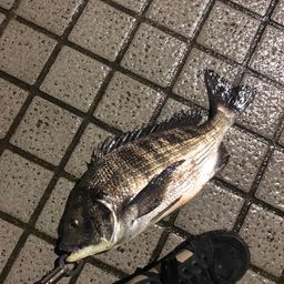 チヌ