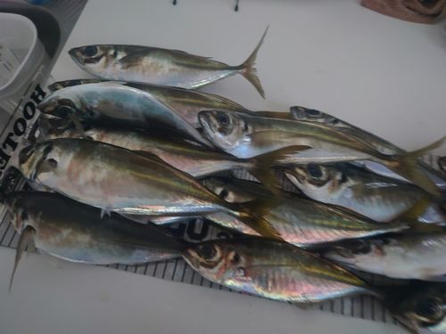 アジの釣果