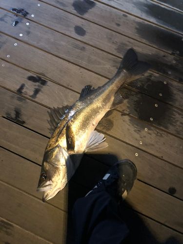 シーバスの釣果