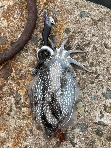 シリヤケイカの釣果