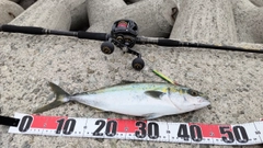 ハマチの釣果