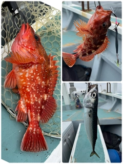 ウッカリカサゴの釣果