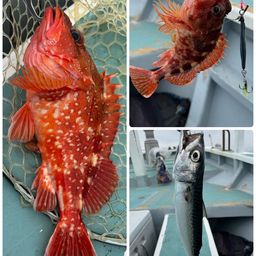 ウッカリカサゴ