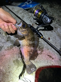 メバルの釣果