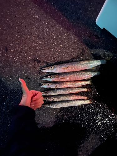 カマスの釣果