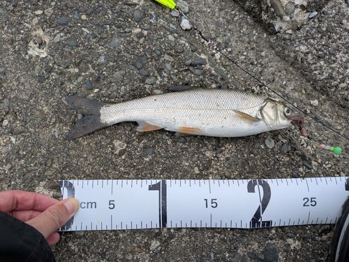 ウグイの釣果
