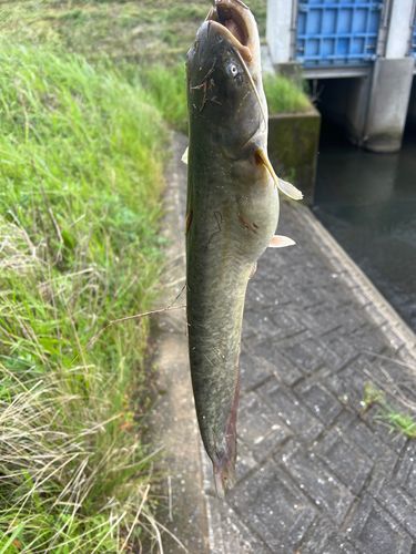 ナマズの釣果