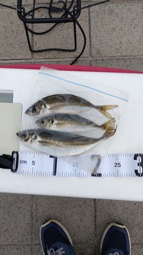 アジの釣果