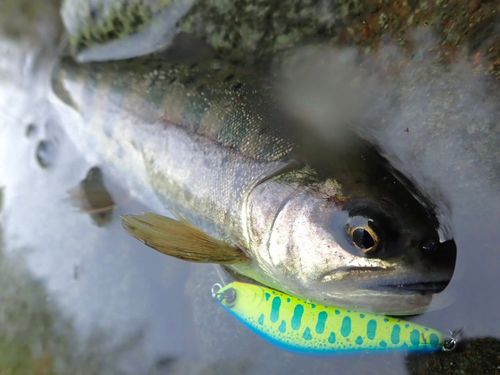 ヤマメの釣果
