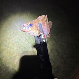 メバル