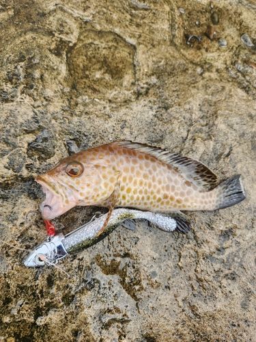 オオモンハタの釣果