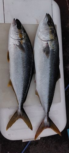 ヒラマサの釣果