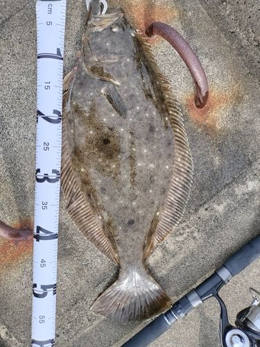 ヒラメの釣果