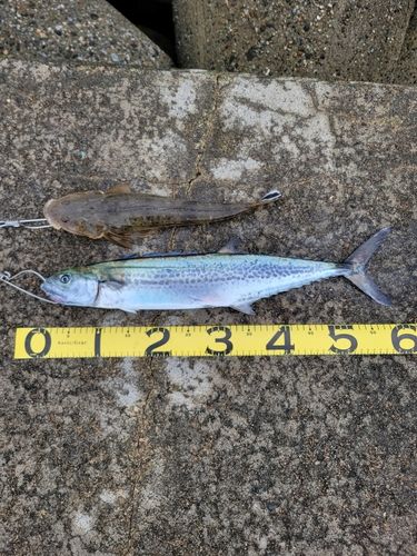 サゴシの釣果