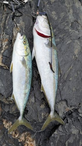 ハマチの釣果