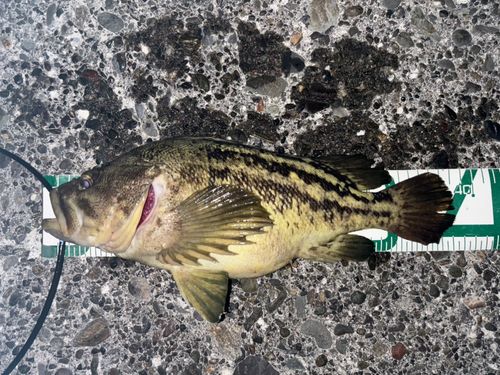 シマゾイの釣果