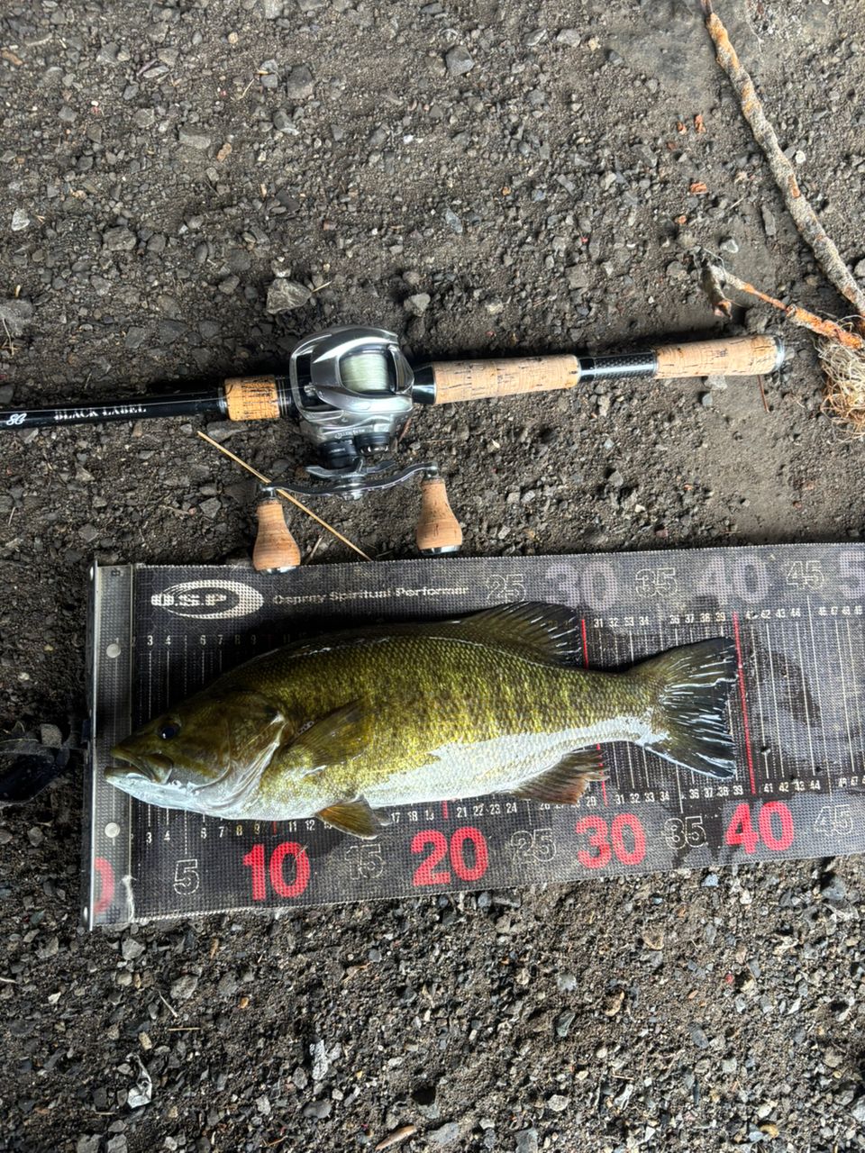 スモールマウスバス